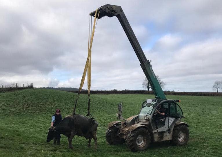 Firefighters used specialist equipment and agricultural machinery to rescue the cows from a 4m slurry pit. (Facebook/Bodmin Community Fire Station)