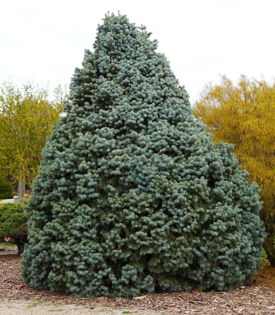They're friendlier than a stockade fence, cheaper than a wall, and prettier than lattice. What are they? Evergreens. You'll find they offer plenty of privacy—and a whole lot more. Here are 10 great conifer candidates for evergreen landscaping.