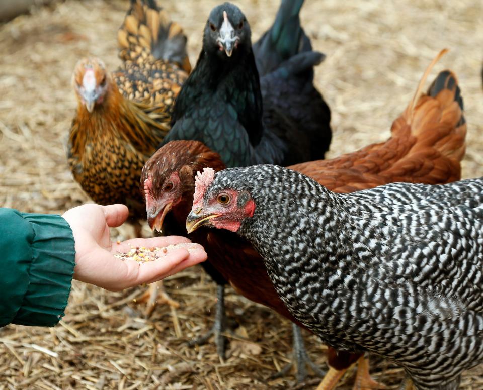 Backyard chickens are fed at a home in northwest  Oklahoma City, Thursday, Dec. 12, 2013. Photo by Nate Billings, The Oklahoman