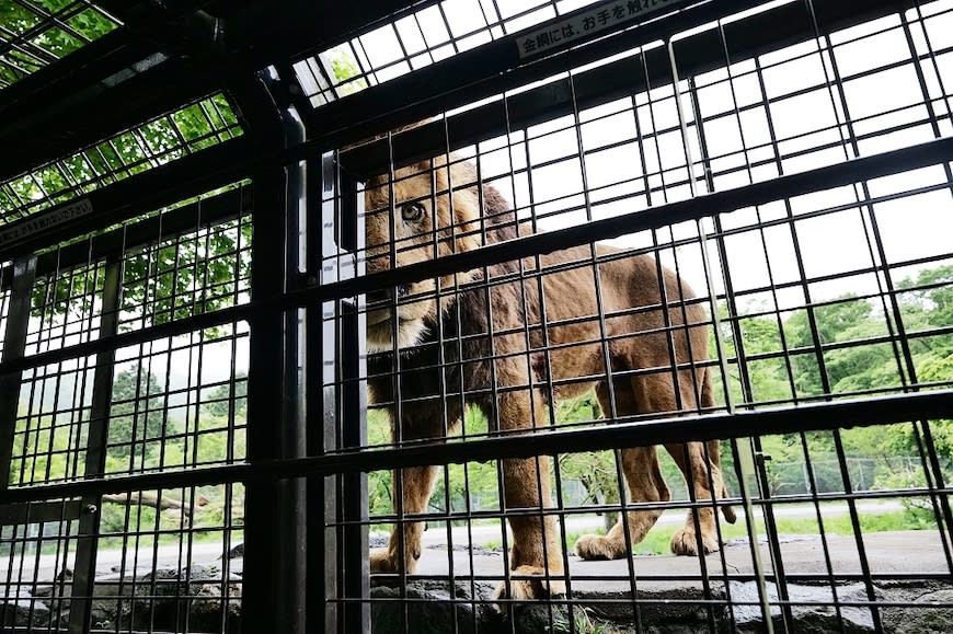 日本富士野生動物園Fuji Safari Park