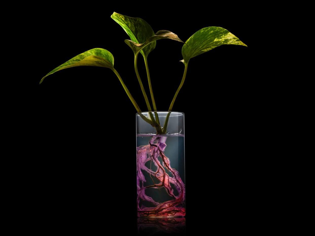 A plant sits in a glass of water with its roots submerged and covered in pink bacteria against a black background.