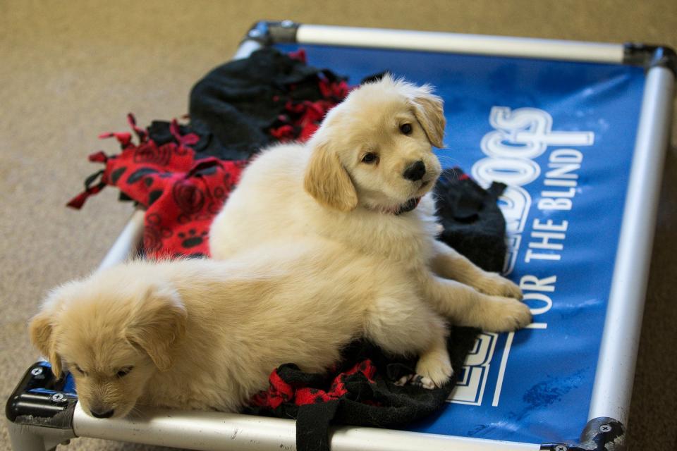 Puppies are seen at the Leader Dogs for the Blind campus in Rochester Hills, Tuesday, Jan. 1, 2019.