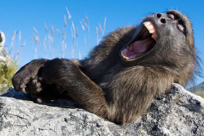 A sleepy chacma baboon couldn't stifle an enormous yawn.  (Photo: Lee Slabber/Caters News)