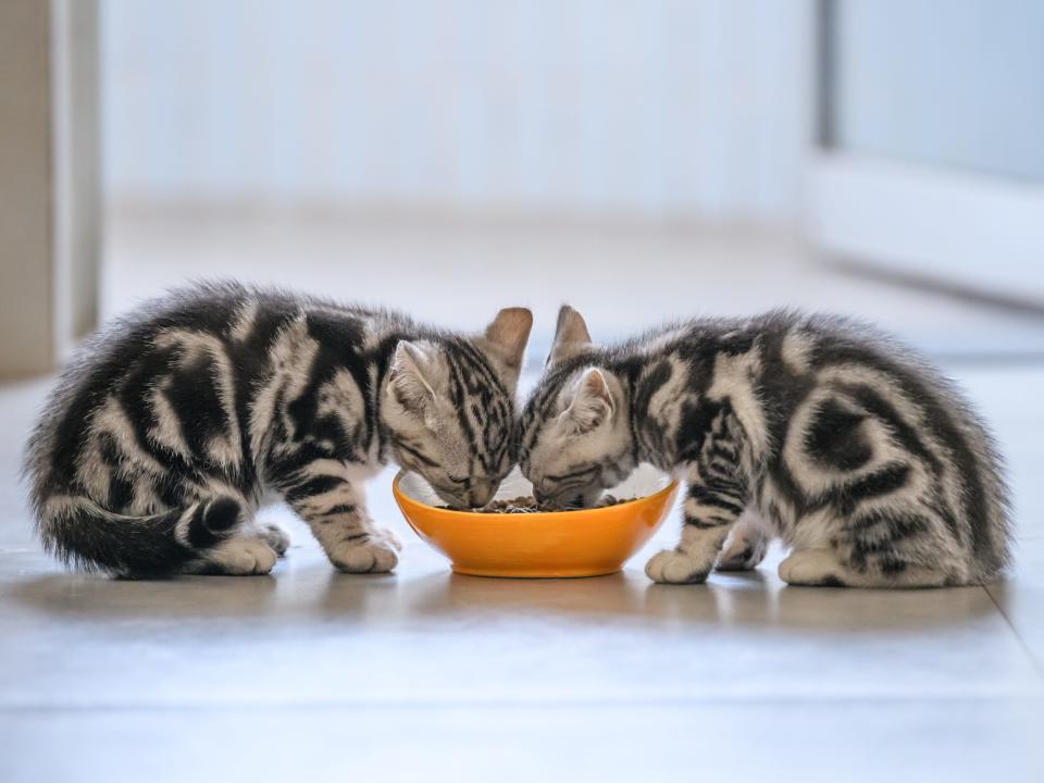 cats eating pets sharing food bowls