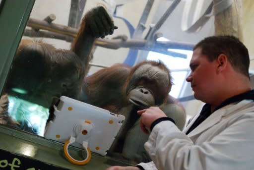 Orangutans watch a video on an iPad held up to the glass of their enclosure by a volunteer at the Milwaukee County Zoo. The zoo has been using iPads as enrichment tools for its three orangutan for nearly a year now and are retrofiting their building with wifi so the playful primates can soon have 'playdates' with orangutans at other zoos using livestreaming video applications like FaceTime