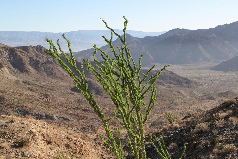 New leaves are sprouting on an ocotillo in the Santa Rosa National Monument after recent rains have reinvigorated the desert plants near Hwy 74 south of Palm Desert, Calif., Sept. 19, 2022. 