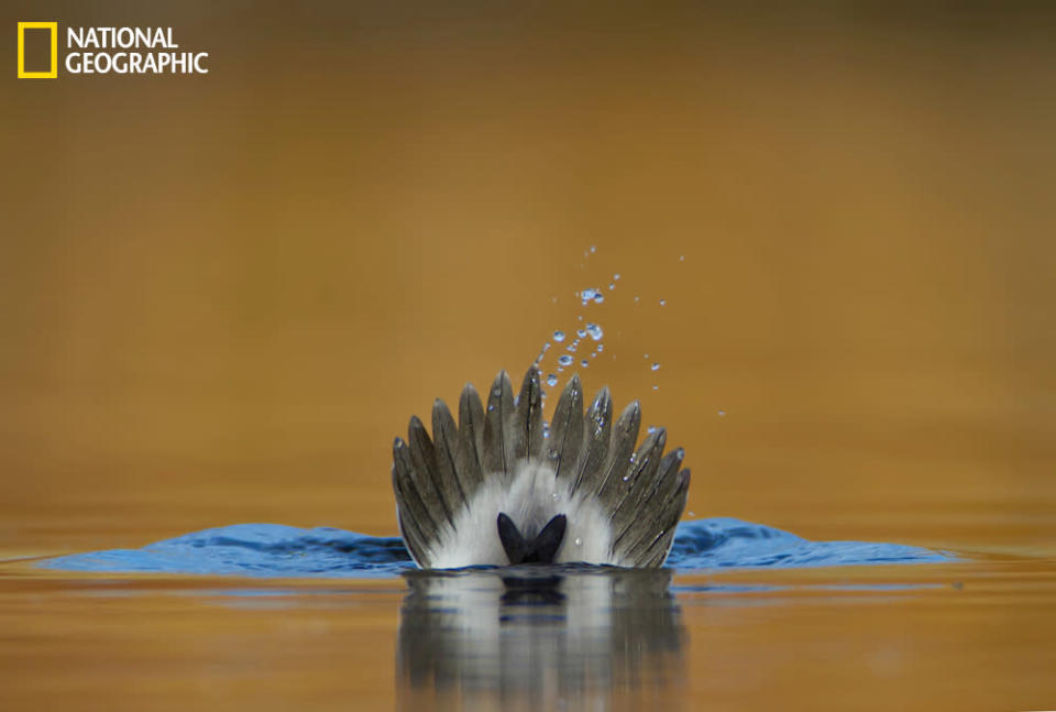 A male bufflehead (Latin name: <i>Bucephala albeola</i>) is captured as he dives under the water, tail up. This photograph was taken in a small pond in the park near my house in Colorado, in late fall. The shot is taken from a very low angle, with the camera lens a couple inches above the water surface. The yellow background is a reflection from the dry grasses surrounding the pond, and the blue color is a reflection from the sky. (Photo and caption Courtesy Verdon Tomajko / National Geographic Your Shot) <br> <br> <a href="http://ngm.nationalgeographic.com/your-shot/weekly-wrapper" rel="nofollow noopener" target="_blank" data-ylk="slk:Click here;elm:context_link;itc:0;sec:content-canvas" class="link ">Click here</a> for more photos from National Geographic Your Shot.