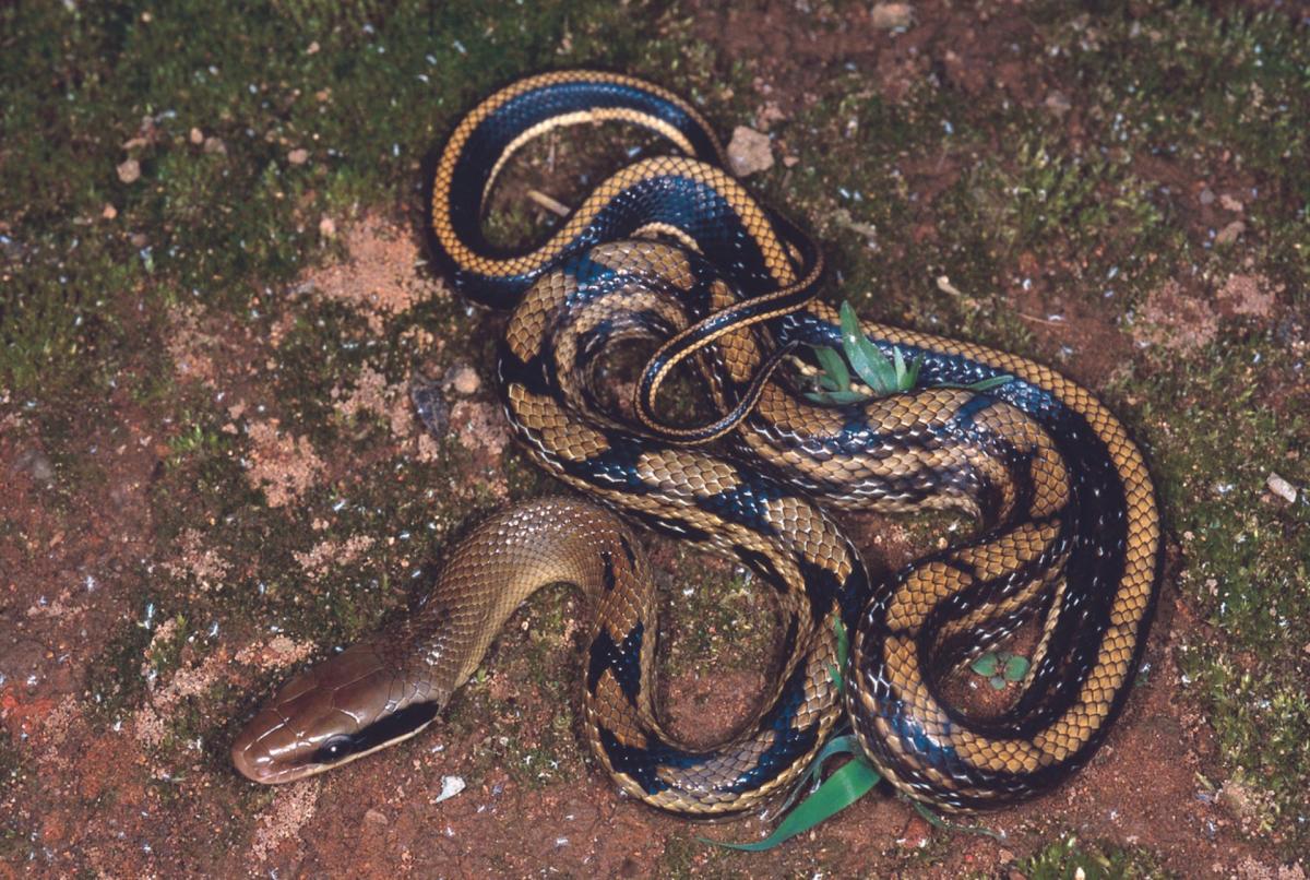 Смущаващи открития, направени в стомасите на 2 змии след повикване на спасители: „Опитах се да го премахна, но не излизаше лесно“