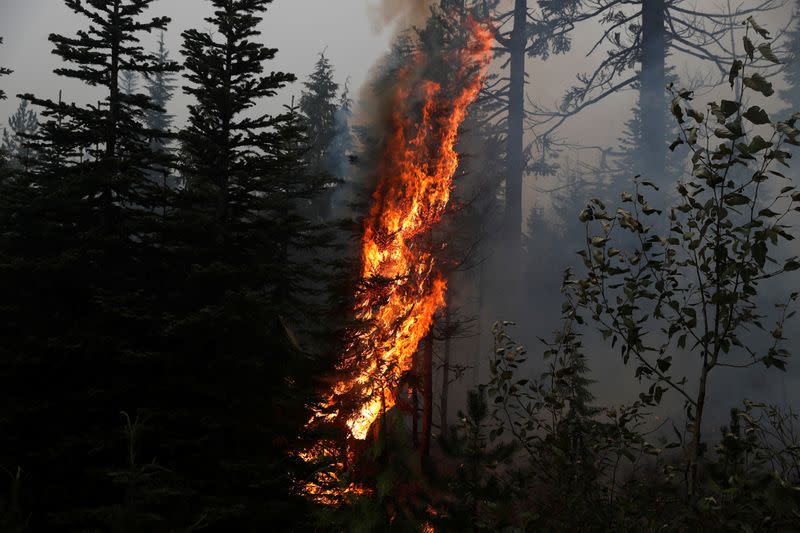 Fire burns on the remains of fire damaged trees as smoke billows in the aftermath of the Beachie Creek fire near Detroit, Oregon