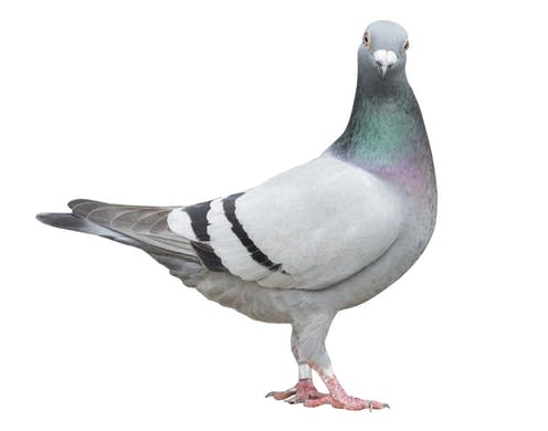 <span class="caption">Funky pigeon.</span> <span class="attribution"><a class="link " href="https://www.shutterstock.com/image-photo/full-body-speed-racing-pigeon-bird-610981688?src=00gJLZ5ZiRxS7xMTU0rebQ-1-0" rel="nofollow noopener" target="_blank" data-ylk="slk:Stockphotomania/Shutterstock;elm:context_link;itc:0;sec:content-canvas">Stockphotomania/Shutterstock</a></span>