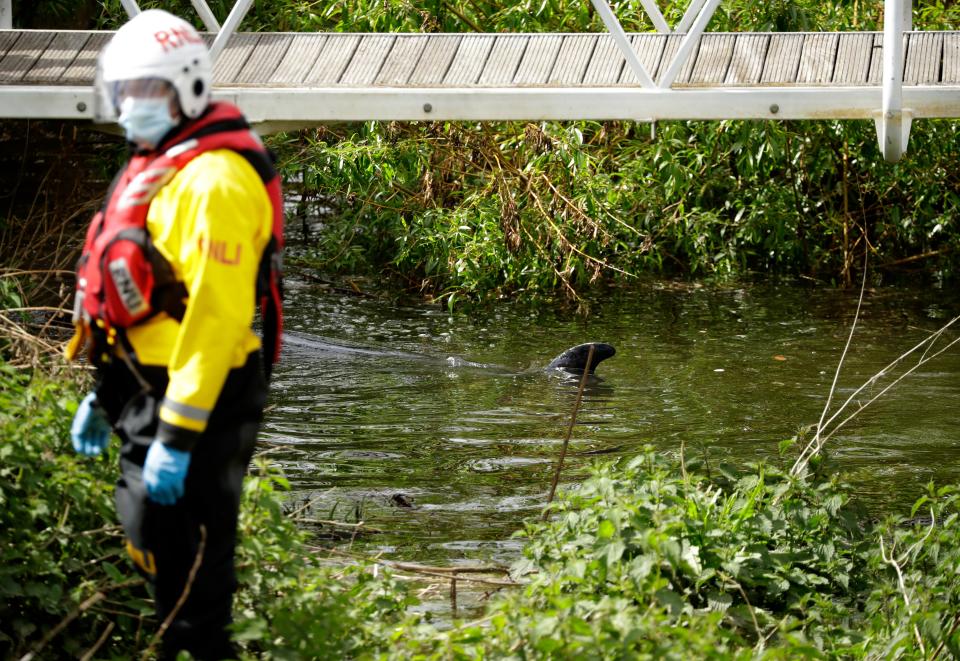 Port staff were joined by firefighters, coast guard members and marine animal rescue diversAP