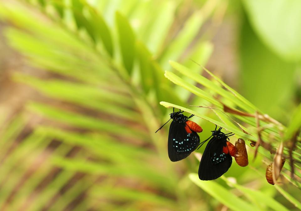 Two new atala butterflies emerging from their chrysalis on a coontie plant.