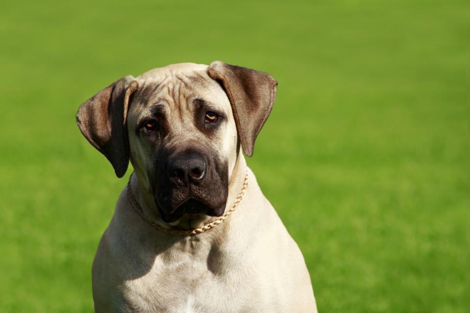 young english mastiff with short fawn colored hair and black muzzle with small gold link chain around neck on a green grass