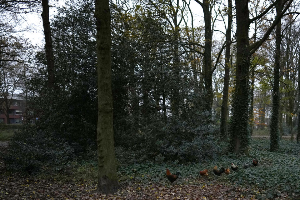 A group of chickens walk in the churchyard of Sint Willesbrord, Netherlands on Friday, Dec. 1, 2023. In the quiet Dutch village of Sint Willebrord, nearly three out of four voters chose a virulently anti-migrant, anti-Muslim party in an election last year that shattered the Netherlands' image as a welcoming, moderate country. Analysts say far-right parties are primed to gain influence over EU policies affecting everything from civil rights to gender issues to immigration. (AP Photo/Virginia Mayo)