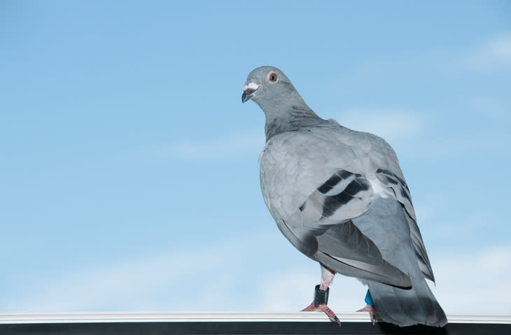 Sie soll die schnellste Taube Europas sein – und das ließ sich ihr neuer Besitzer richtig was kosten: Für 310.000 Euro hatte sein belgischer Eigentümer den Vogel namens "Bolt" nach China verkauft. Leider saß die Taube danach im Zoll fest und konnte ihre Flugkünste lange nicht zeigen.