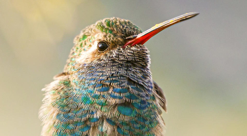 A broad-billed hummingbird photographed in Glendora, Calif. February 27, 2024.