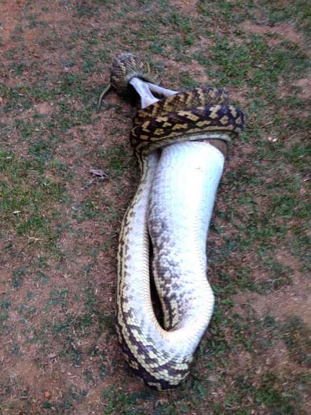 The snake was hungry. Source: Bernie Worsfold
