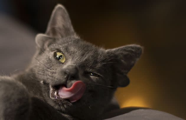 Born a stray in a backyard in Turkey, Midas has charmed people the world over. (Photo: Ercin Erturk/Anadolu Agency via Getty Images)