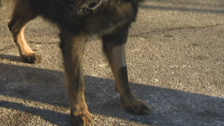 Toronto police dog expected to fully recover after being cut with machete