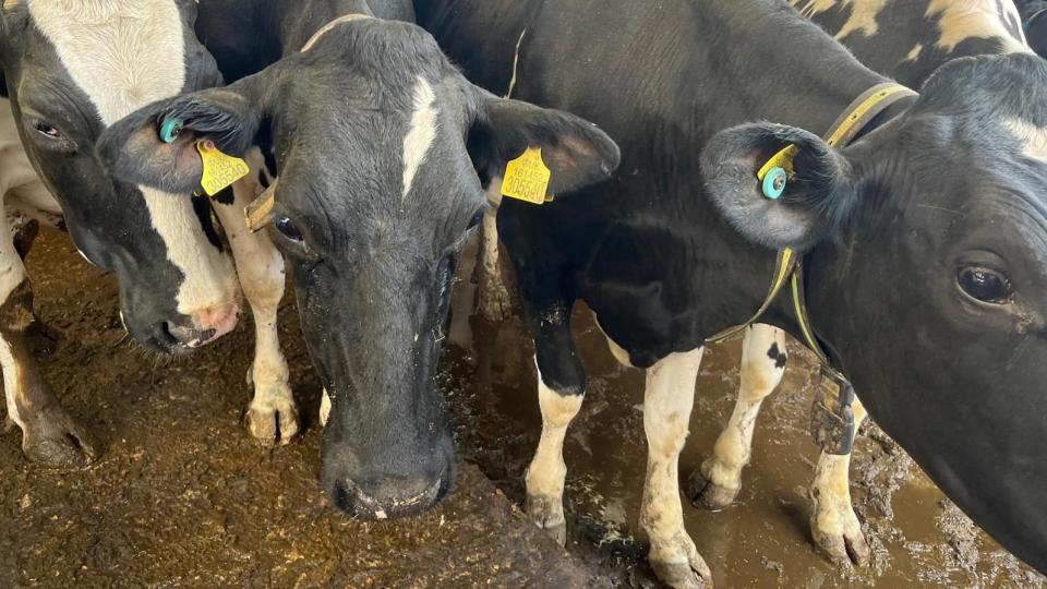 Cows standing in muck on a farm