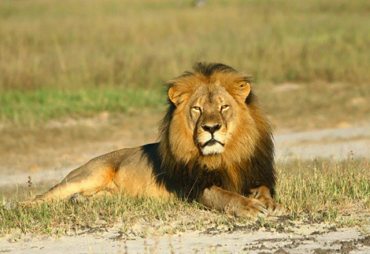 Cecil the Lion was killed in 2015 (Picture: Rex)