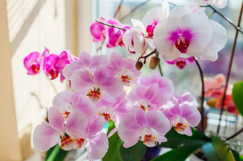 Blooming phalaenopsis orchids. White, purple, pink flowers blossom on window sill. Close up of variety of house plants