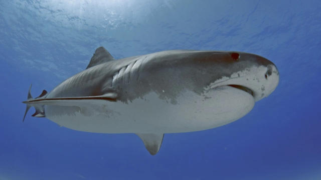 tiger shark attacks videos