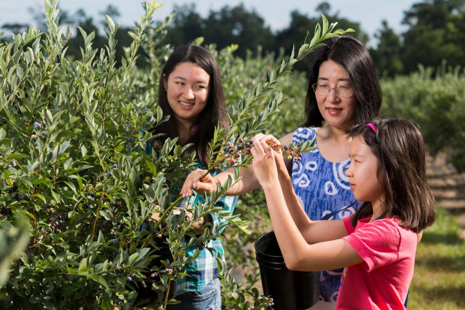 A mother and two daughters picking blueberries at a u-pick farm. Blueberries are ripening at North Florida farms.