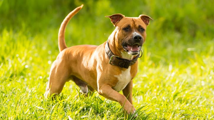 8. American Staffordshire Terrier