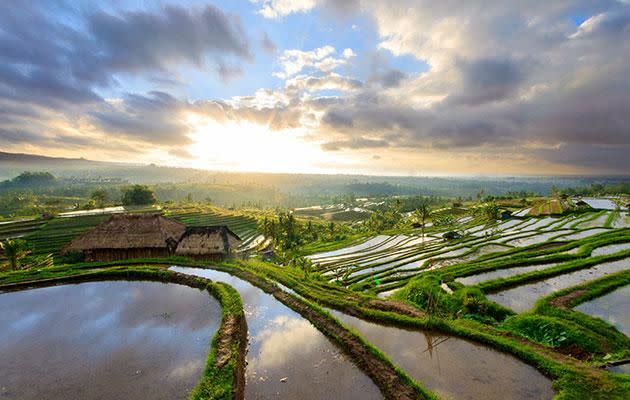 Rice fields in Ubud, Bali. Photo: Getty Images