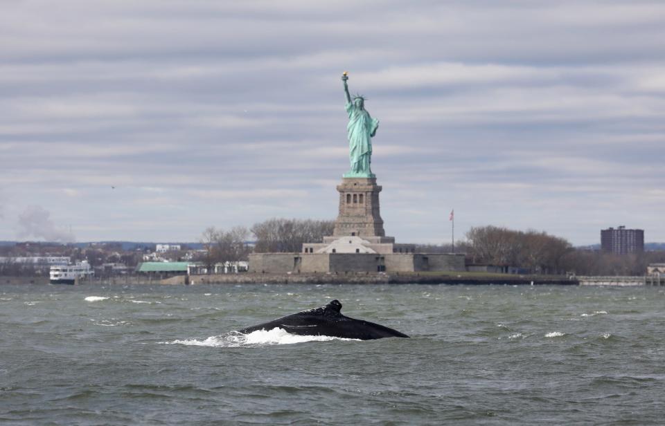 A humpback whale surfaces near the Statue of Liberty in this photo taken from a boat on New York Harbor in New York City on December 8, 2020.