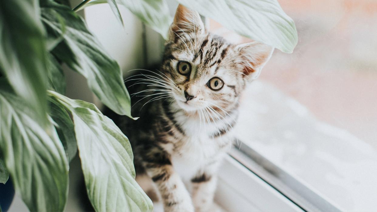  Tabby kitten sitting on windowsill beside plant. 