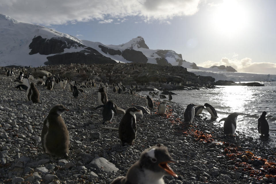 Gentoo penguins in Cuverville Island