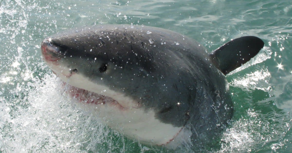 Juvenile great white sharks choose certain areas of the sea as 