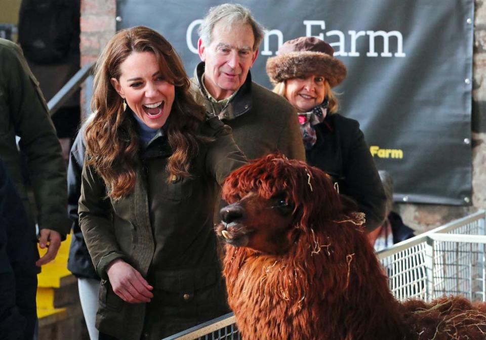 Kate Middleton multiplie les sorties publiques. Après avoir été aperçue à Loughborough, près de Leicester, en compagnie de son époux, le prince William, du prince Charles et de son épouse Camilla hier, la duchesse de Cambridge est de nouveau apparue devant les photographes. Mercredi 12 février, elle s’est en effet rendue dans la ferme d’Ark Open de Newtownards, près de Belfast. Une nouvelle sortie qui s’inscrit dans le cadre de son enquête sur les enfants de moins de cinq ans. Après avoir été chaleureusement saluée par les fans de la famille royale britannique, la duchesse de Cambridge a pris le temps de discuter avec les familles et les enfants présents sur place, au sujet de l’éducation des jeunes générations et du rôle de leurs parents notamment. À l’aise avec l’exercice, elle a même été aperçue en train de caresser des alpagas et donner le biberon à des agneaux. Adorable.Pour cette nouvelle sortie publique en solo, la mère du prince George (6 ans), de la princesse Charlotte (4 ans) et du prince Louis (1 an) est apparue radieuse et relativement décontractée. Pour l’occasion, elle était vêtue d’une veste kaki de la marque Barbour, qu’elle avait agrémentée de bottes marrons Penelope Chivers. Découvrez toutes les photos de son apparition.