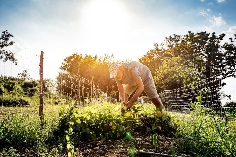 man working in garden in the hot sun