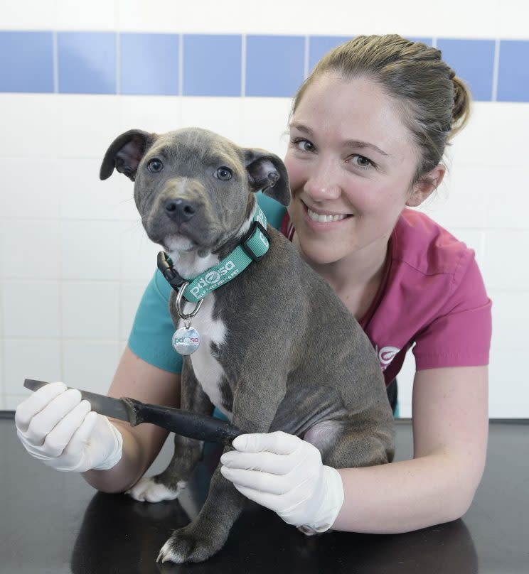 Macie with her PDSA nurse and the knife she somehow ingested