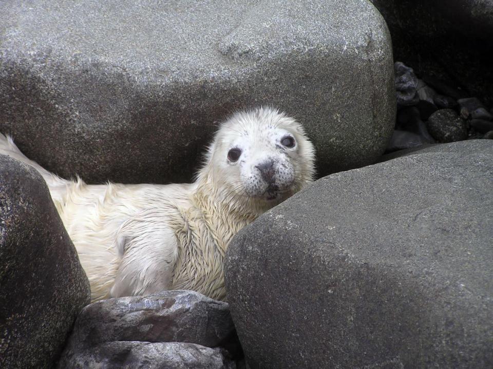 Les bébés phoques à Pembrokeshire 