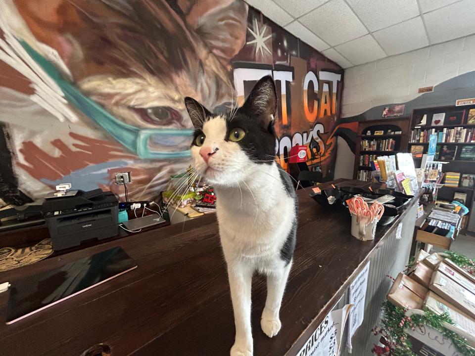 Bandit patrols the front desk at Fat Cat Books in Railroad Square on Wednesday, Dec. 28, 2022.