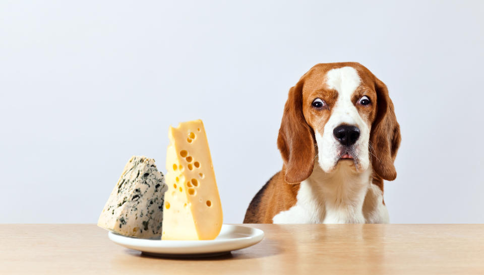 Por sua base l&amp;aacute;ctea, o queijo tamb&amp;eacute;m &amp;eacute; desaconselh&amp;aacute;vel para cachorros. (Photo: igorr1 via Getty Images)