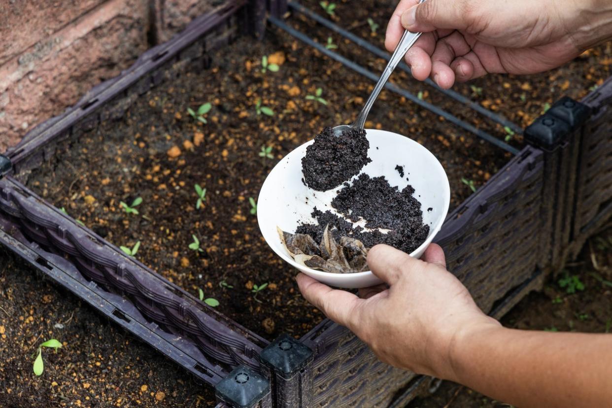 Coffee Grounds Are Great For Composting In The Garden.