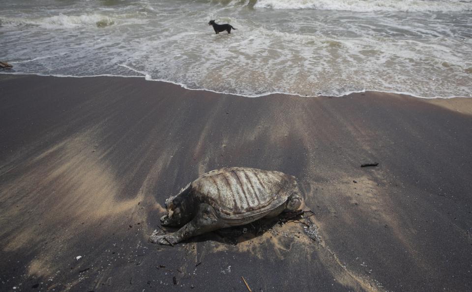 A stray dog stands amid the waves as decomposed remains of a turtle lies on a beach polluted following the sinking of a container ship that caught fire while transporting chemicals off Kapungoda, outskirts of Colombo, Sri Lanka, Monday, June 21, 2021. X-Press Pearl, a Singapore-flagged ship sank off on Thursday a month after catching fire, raising concerns about a possible environmental disaster. (AP Photo/Eranga Jayawardena)