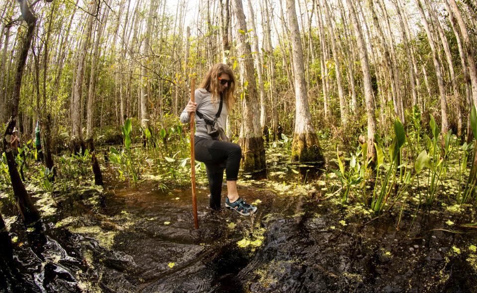 Chrissy Auger takes part in a swamp walk at Corkscrew Swamp Sanctuary in Collier County on Friday, March 8, 2024.