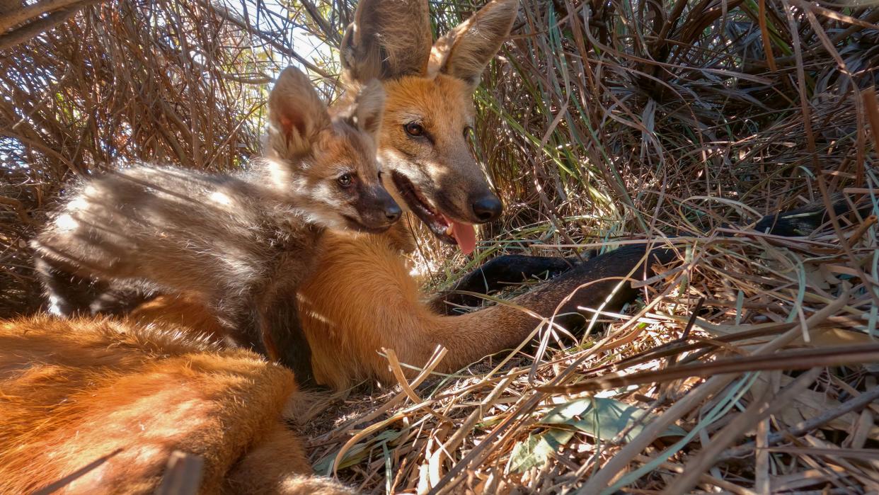 The first ever glimpse inside the den of wild maned wolf, in the Brazilian cerrado (BBC Studios/PA)