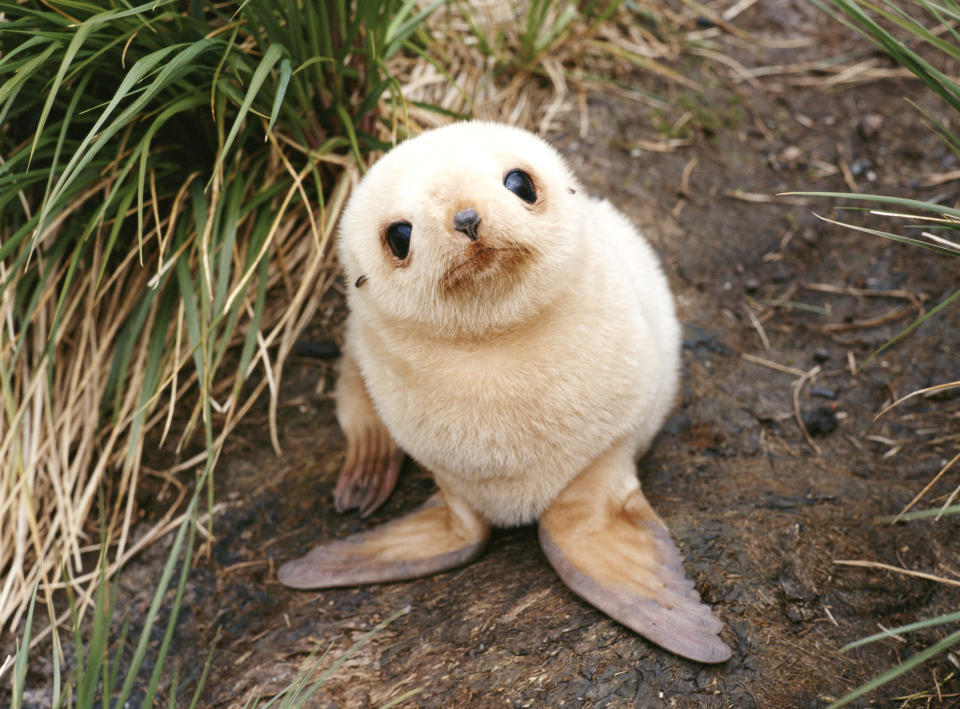 Tiny seal