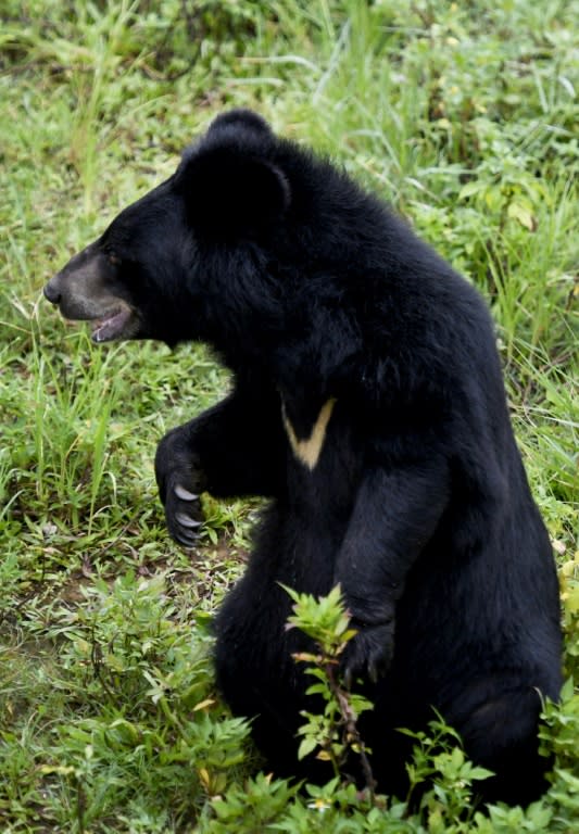 After being rescued, the bears spend a few weeks in quarantine before being allowed to frolic in the grass with their fellow rescuees -- which can require courage after so many years in a cage