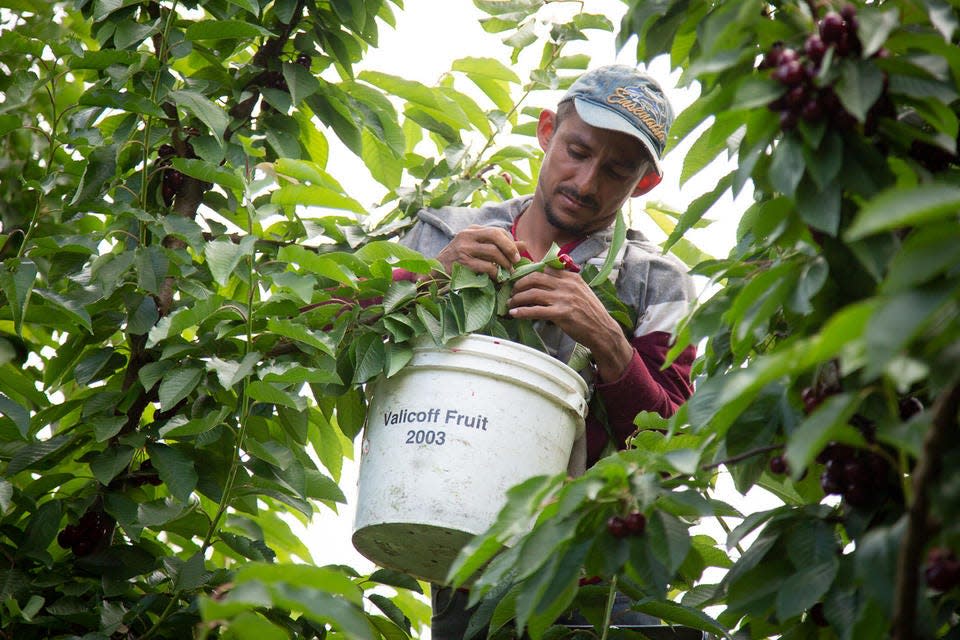A farmworker picks cherries for the Valicoff Fruit Co. in Wapato, Washington, in June 2019.