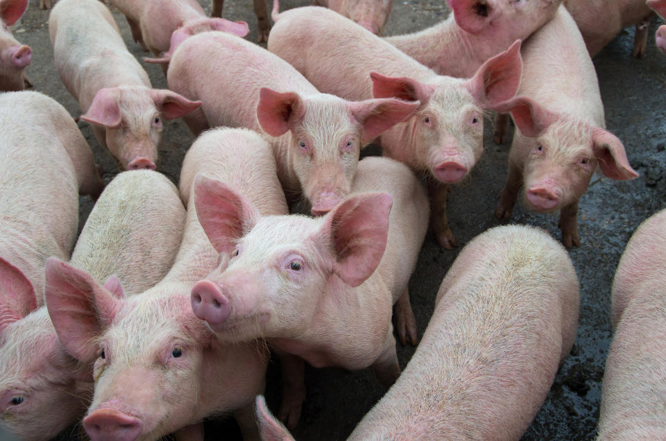 Pigs diseases. African swine fever in Europe. DNA virus in the Asfarviridae family.