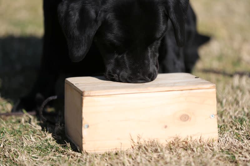 Foto de un labrador llamado 'Elek' en medio de su entrenamiento en el centro para perros en Santiago de la policía de Chile, que está desarrollando un programa para que estos animales detecten pacientes con coronavirus