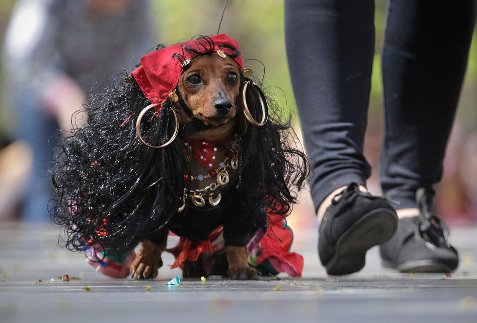 <p>A woman walks with her dachshund dressed as a Gypsy woman during a dachshund parade in St. Petersburg, Russia, Saturday, May 27, 2017. (Photo: Dmitri Lovetsky/AP) </p>